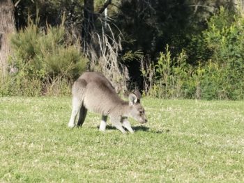 Kangaroo spectators at cross country round 8